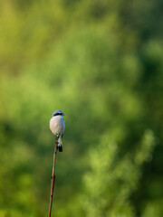 Beautiful nature scene with Red-backed Shrike (Lanius collurio). Red-backed Shrike (Lanius collurio) in the nature habitat. Wildlife shot of Red-backed Shrike (Lanius collurio) on the branch.
