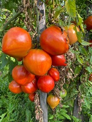 tomates sur leur pied dans le potager