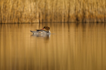 Beautiful nature scene with bird Common merganser (Mergus merganser). Wildlife shot of Common merganser (Mergus merganser) on the pond. Common merganser (Mergus merganser) in the nature habitat.