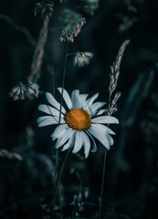 Margerite in der Wiese