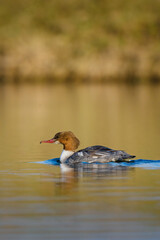 Beautiful nature scene with bird Common merganser (Mergus merganser). Wildlife shot of Common merganser (Mergus merganser) on the pond. Common merganser (Mergus merganser) in the nature habitat.