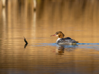 Beautiful nature scene with bird Common merganser (Mergus merganser). Wildlife shot of Common merganser (Mergus merganser) on the pond. Common merganser (Mergus merganser) in the nature habitat.