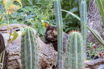 Homeless tricolory tabby cat lies dangling down its tail against the background of cacti
