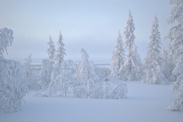 winter landscape with trees