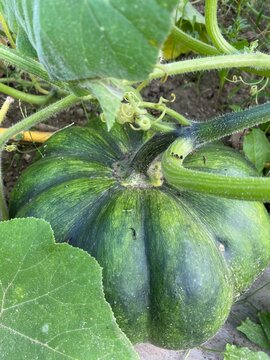 Courge verte dans le jardin