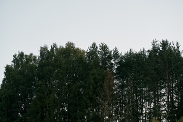 Tall trees during a summer evening. Landscape picture of the forest after sunset.