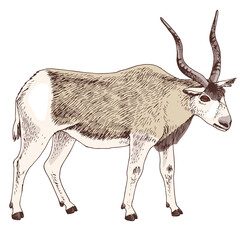 African addax antelope with long horns