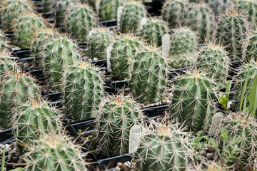 Naklejka na ściany i meble Barrel Shape Cactus in Planting Containers with Tags