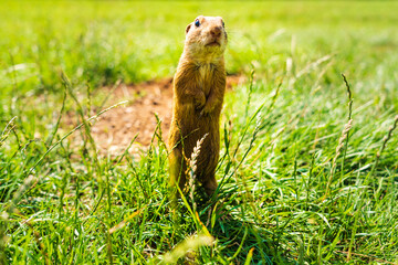 European ground squirrel in grass, Slovakia