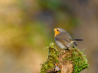 Beautiful nature scene with European robin (Erithacus rubecula). Wildlife shot of European robin (Erithacus rubecula) on the branch. European robin (Erithacus rubecula) in the nature habitat.