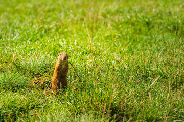 Naklejka na ściany i meble European ground squirrel in grass, Slovakia