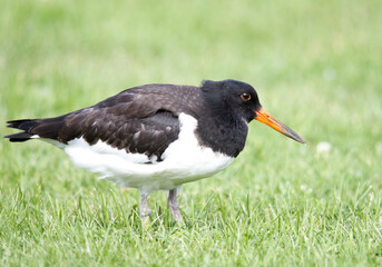 Oystercatcher