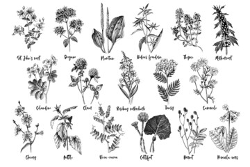 Hand drawn monochrome set of medicinal herbs - obrazy, fototapety, plakaty