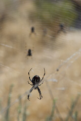 Multiple Western Spotted Orb Weaver spiders on Antelope Island, Utah