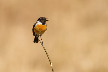 Beautiful nature scene with European stonechat (Saxicola rubicola). Wildlife shot of European stonechat (Saxicola rubicola) on the branch. European stonechat (Saxicola rubicola) in the nature habitat.