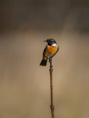 Beautiful nature scene with European stonechat (Saxicola rubicola). Wildlife shot of European stonechat (Saxicola rubicola) on the branch. European stonechat (Saxicola rubicola) in the nature habitat.