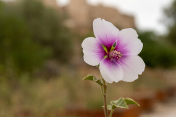 Close-up of some pretty Hibiscus flowers, with unfocused background and copy space.
