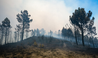 Fototapeta na wymiar Bosque después de un incendio forestal, en Galicia, España. Helicópteros de bomberos