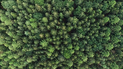 Aerial top view of summer green trees in the forest. Forest from a bird's eye view. Drone photo.