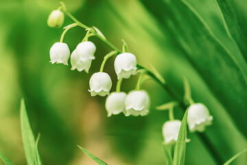 Lily of the valley