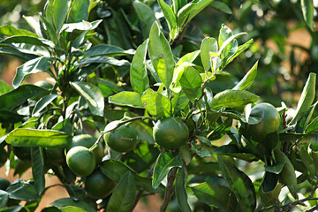 unripe green tangerine, green tangerine, tangerine