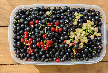 Collected currants in a plastic container on a wooden bench. Mix of black, red and yellow currants.