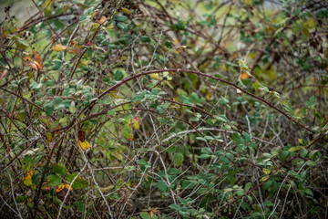 Vegetable background of branches of brambles with thousands of defensive spikes one day in early winter