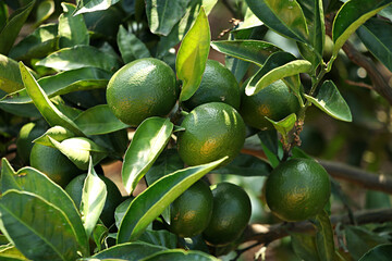unripe green tangerine, green tangerine, tangerine