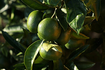 unripe green tangerine, green tangerine, tangerine