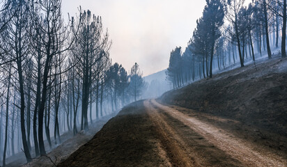 Bosque después de un incendio forestal, en Galicia, España. 
Helicópteros de bomberos