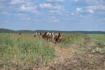A herd of horses grazes on an overgrown field, and wanders unattended.