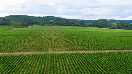 Aerial view of a vineyard.
