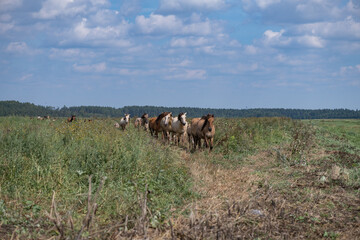 A herd of horses grazes on an overgrown field, and wanders unattended.