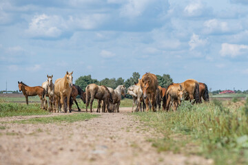 A herd of horses grazes on an overgrown field, and wanders unattended.