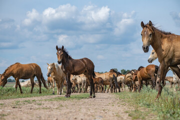 A herd of horses grazes on an overgrown field, and wanders unattended.