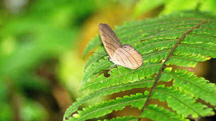 Butterfly on a fern leaf in the jungle near Playa del Oro, Ecuador
