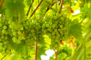 View of vineyard with ripe grapes at sunset.