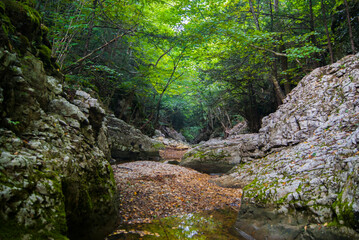 Beautiful forest landscape in the Crimea