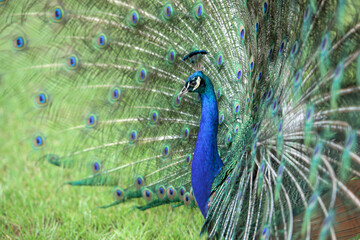 Naklejka premium Male Peacock display