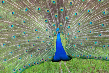 Male Peacock display