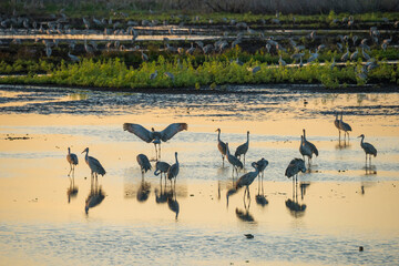 Wintering Sandhill Cranes on shallow marsh wetland of La Chua Sink, Paynes Prairie State park, Florida