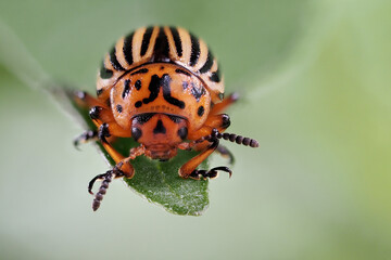 kartoffelkäfer sitzt auf einem blatt, frontal, leptinotarsa decemlineata