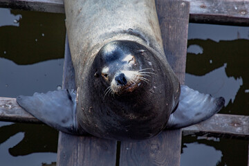 A sea Lion resting on a pier