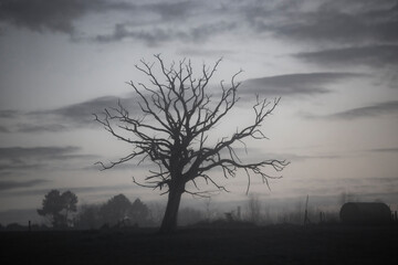 arbre et brouillard