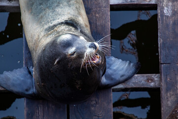 A sea Lion resting on a pier