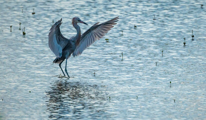 Reddish Egret at dusk,  Merrit Island National WIldlife Refuge, wetlands