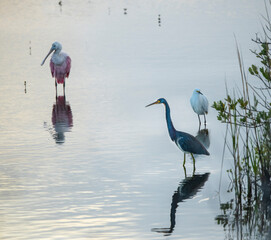 Spoonbill, Reddish Egret and Snowy Egret feeding in shallow pool at dusk,  Merrit Island National WIldlife Refuge, wetlands