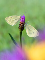 Beautiful nature scene with Cabbage white (Pieris rapae). Macro shot of butterfly Cabbage white (Pieris rapae) on the flower. Butterfly Cabbage white (Pieris rapae) in the nature habitat.