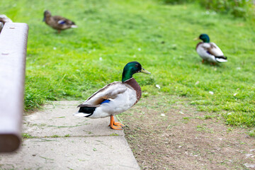 duck and ducklings