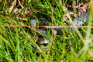 Snake in the grass. Common grass snake (Natrix natrix) in the green grass, meadow